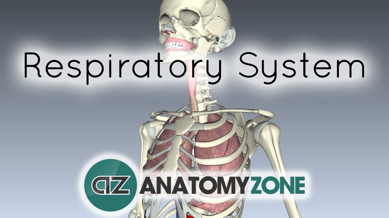 Respiratory System Introduction