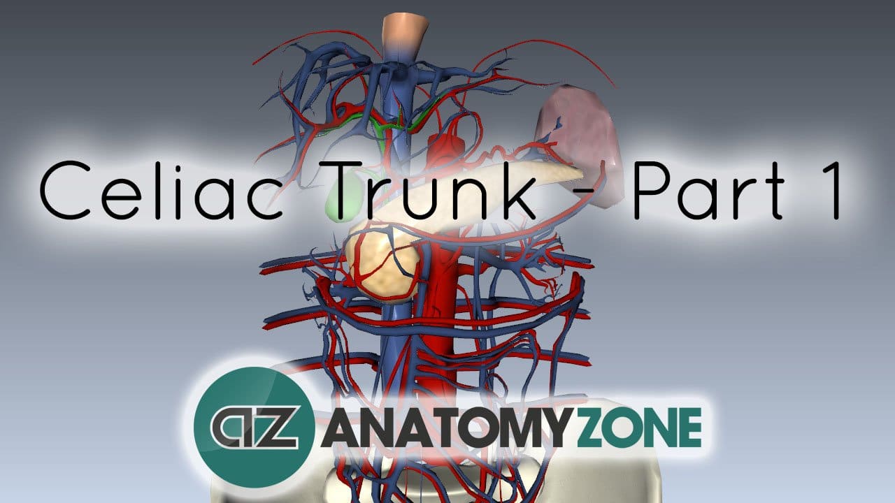 Celiac Artery/Trunk