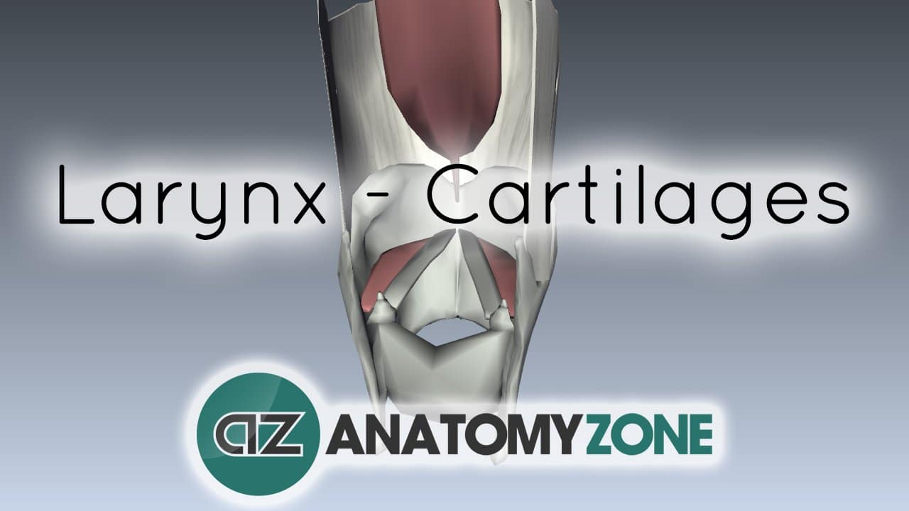 Larynx - Cartilages