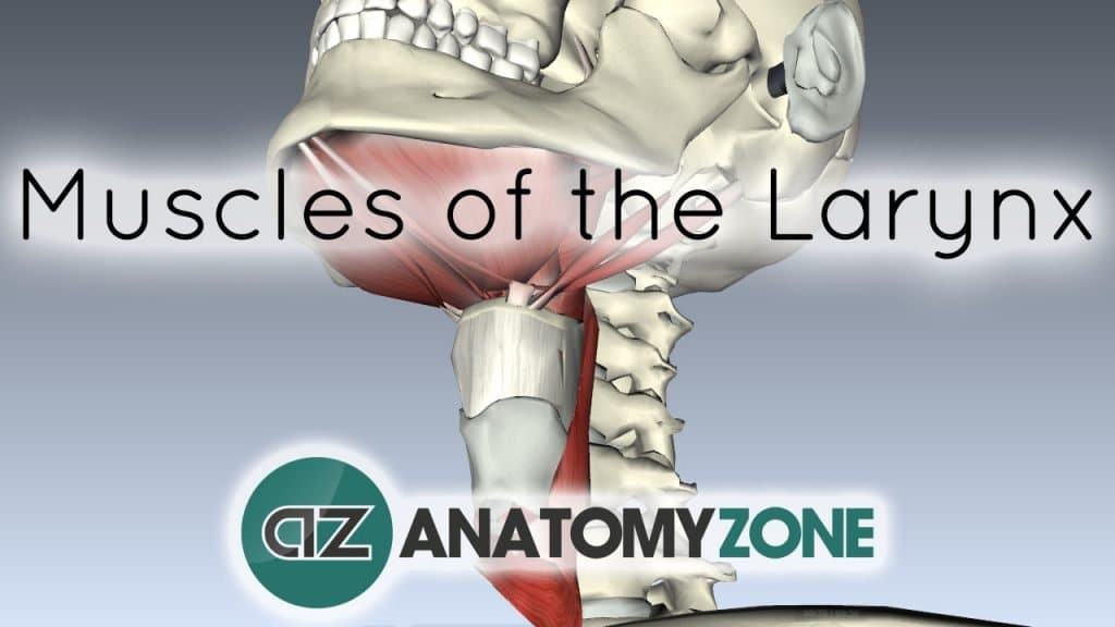 Introduction to Muscle Actions of the Larynx