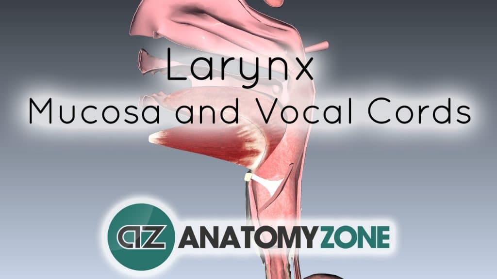 Mucosa of the Larynx and Vocal Cords