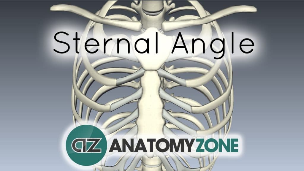 Sternal Angle - Angle of Louis