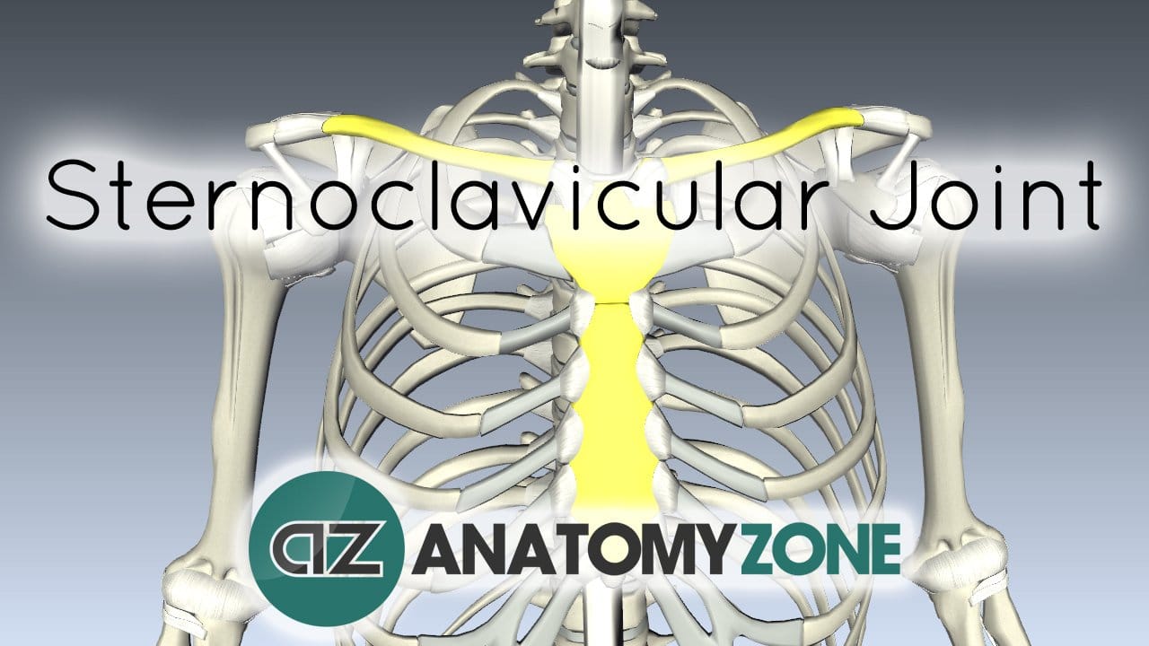 Sternoclavicular Joint • Musculoskeletal, Skeletal • AnatomyZone