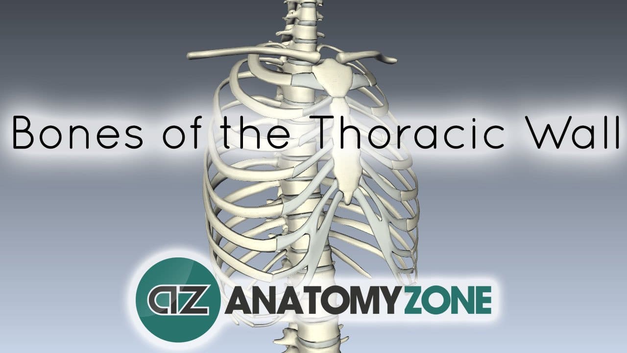 Bones of the Thoracic Wall