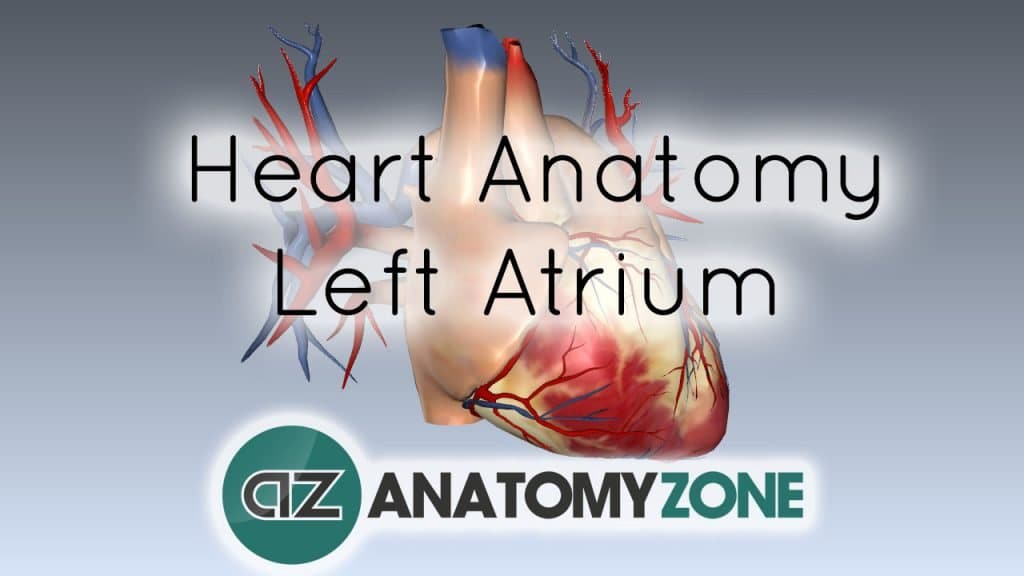 Left Atrium Anatomy