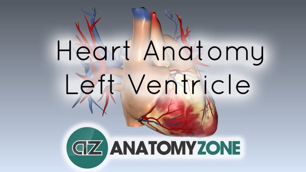 Left Ventricle Anatomy