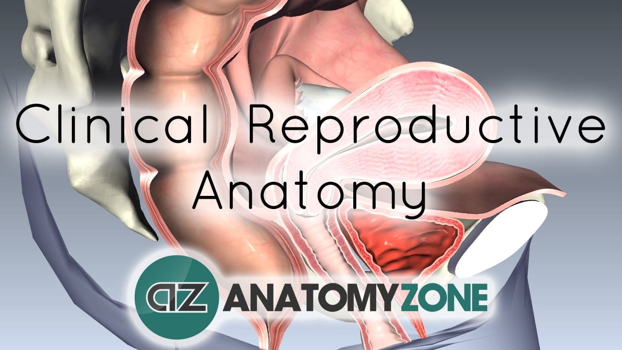 Female Clinical Reproductive Anatomy
