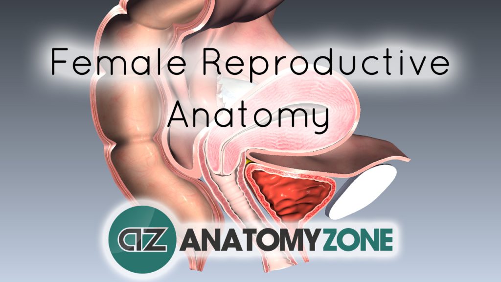 Introduction to Female Reproductive Anatomy