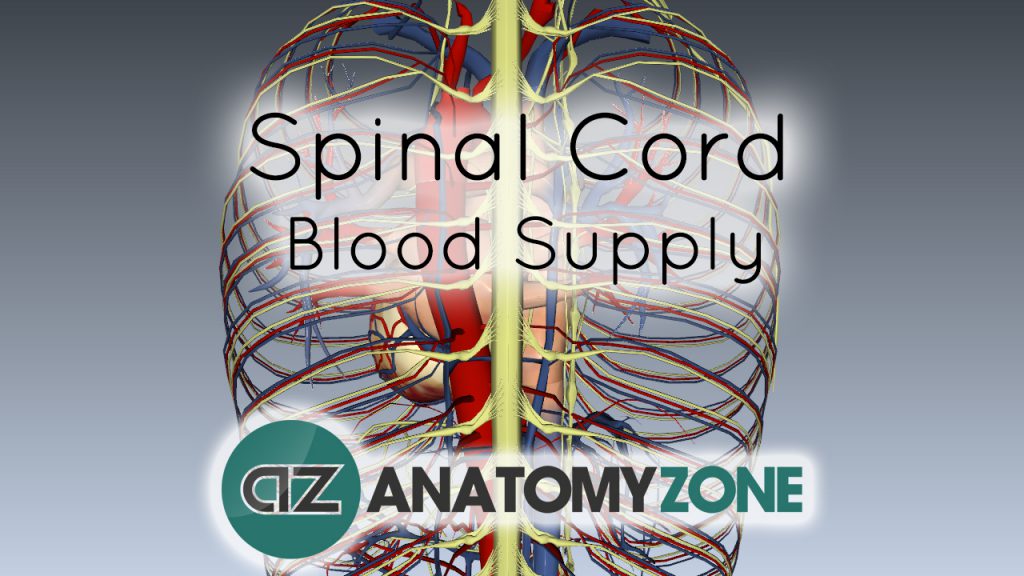 Spinal Cord Anatomy - Blood Supply