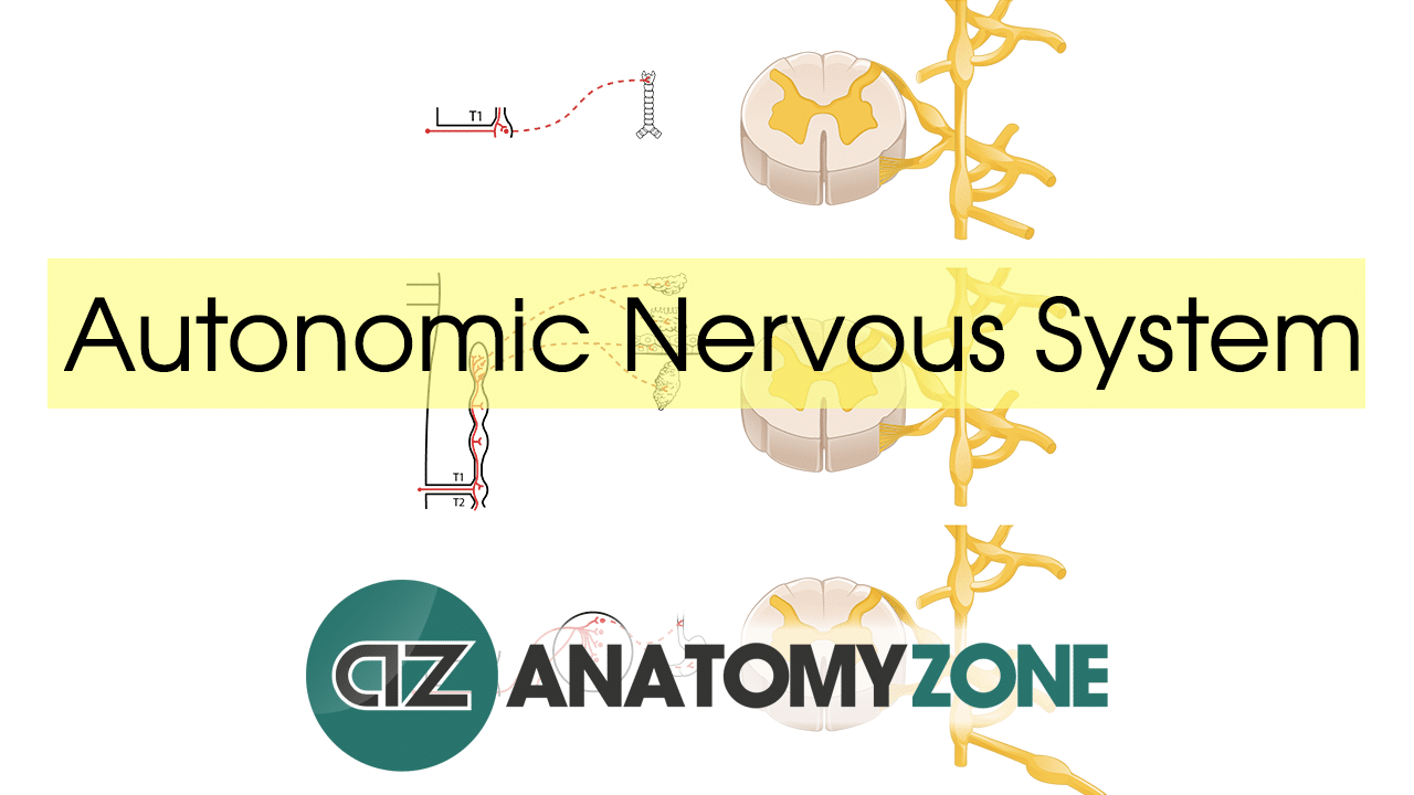 Autonomic Nervous System Anatomy