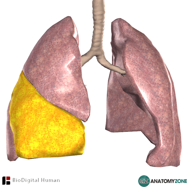 Middle lobe of right lung