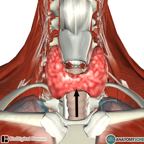 Isthmus of Thyroid Gland