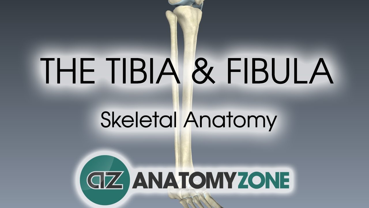 tibia and fibula