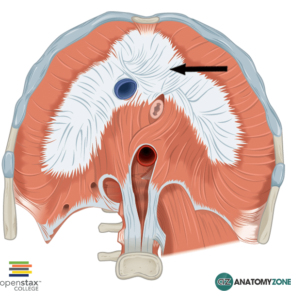Central Tendon of Diaphragm