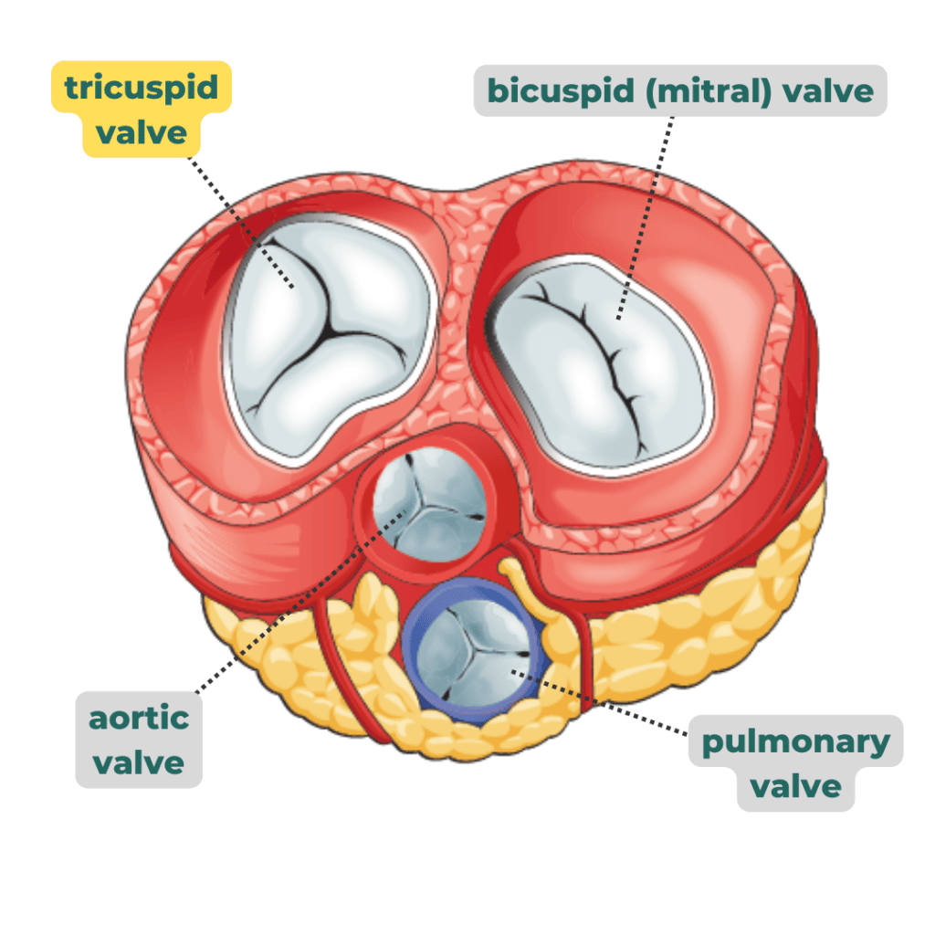 tricuspid valve anatomy