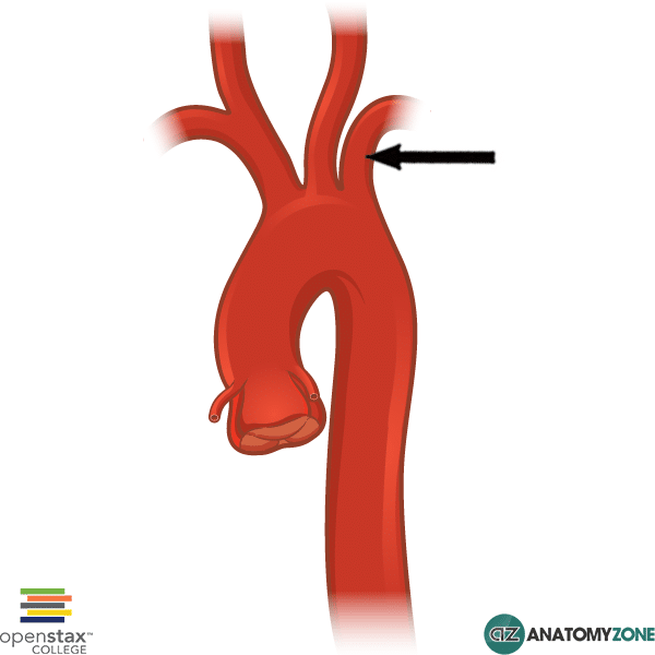 Left Subclavian Artery