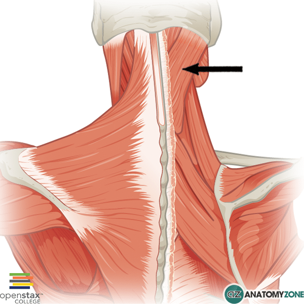 Splenius Capitis • Muscular, Musculoskeletal • AnatomyZone