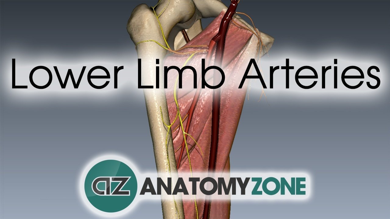 Lower Limb Arteries