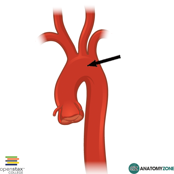 aortic arch