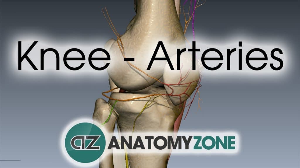 3D video anatomy tutorial on the arterial supply to the knee.