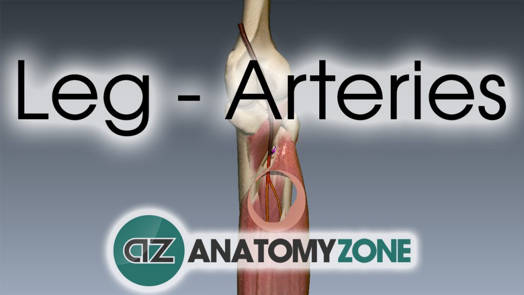 Arterial supply to the leg