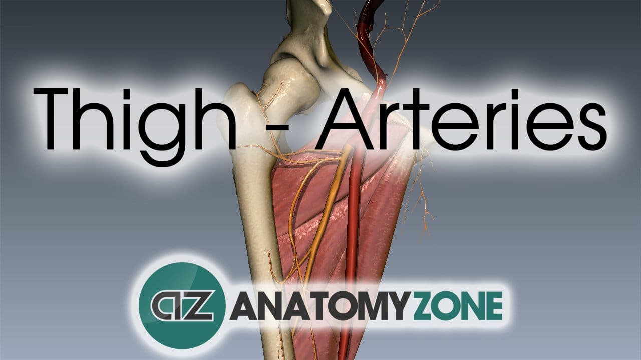 3D video anatomy tutorial on the arteries of the thigh