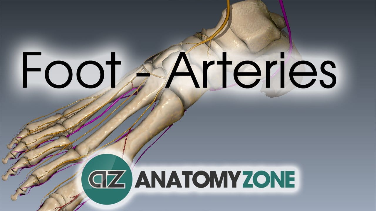 Foot Arteries • Cardiovascular • AnatomyZone