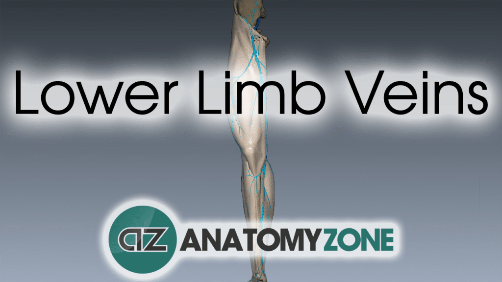 Lower Limb Veins Overview