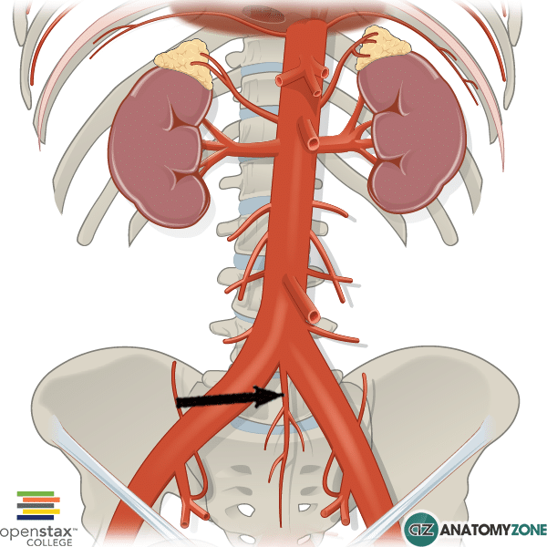 medial sacral artery