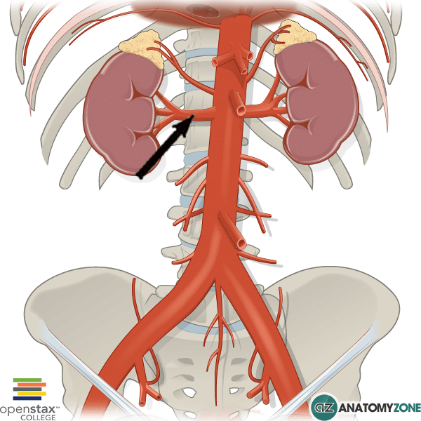 Right renal artery