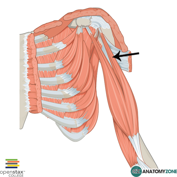 biceps brachii long head