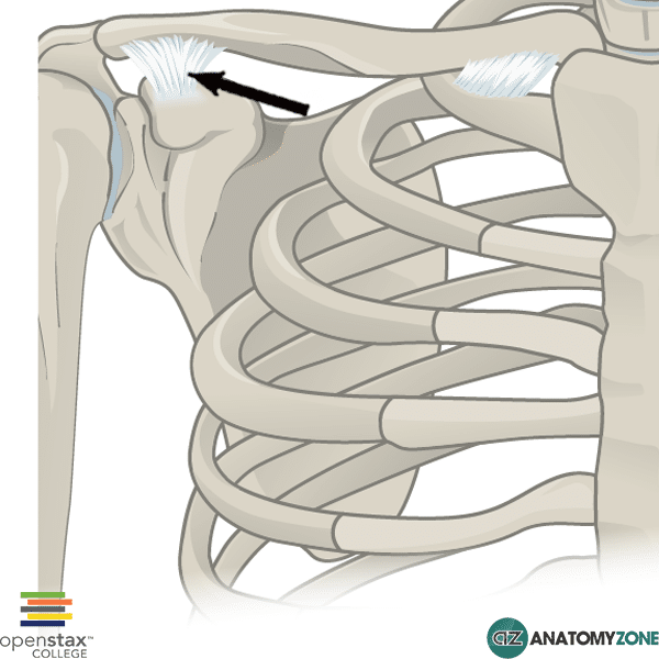 coracoclavicular ligament