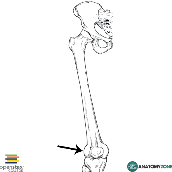 Lateral femoral condyle