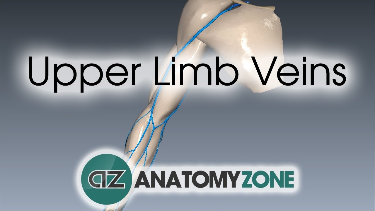 Upper Limb Veins