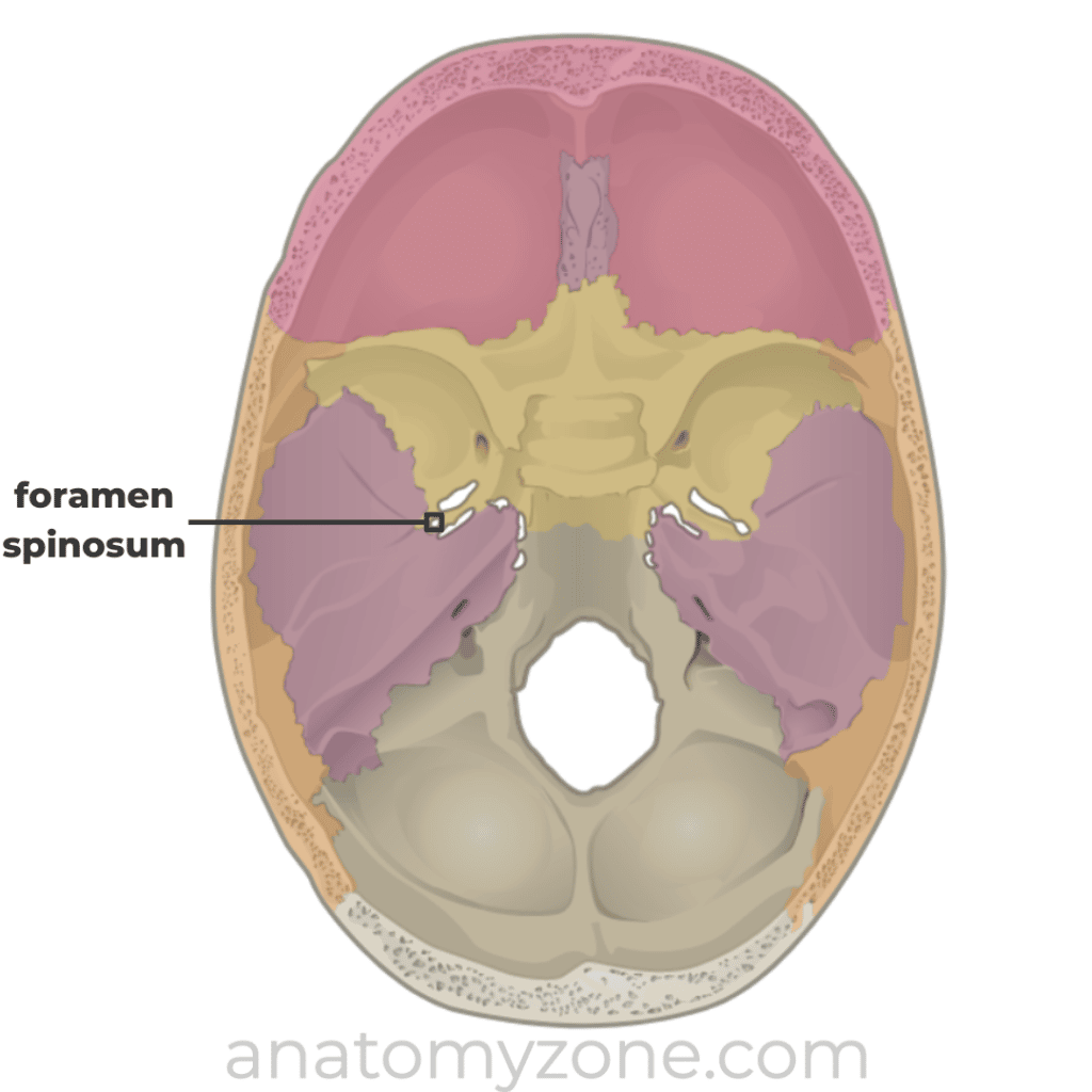 foramen spinosum - superior view