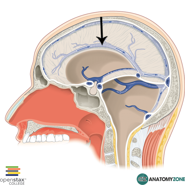 inferior sagittal sinus