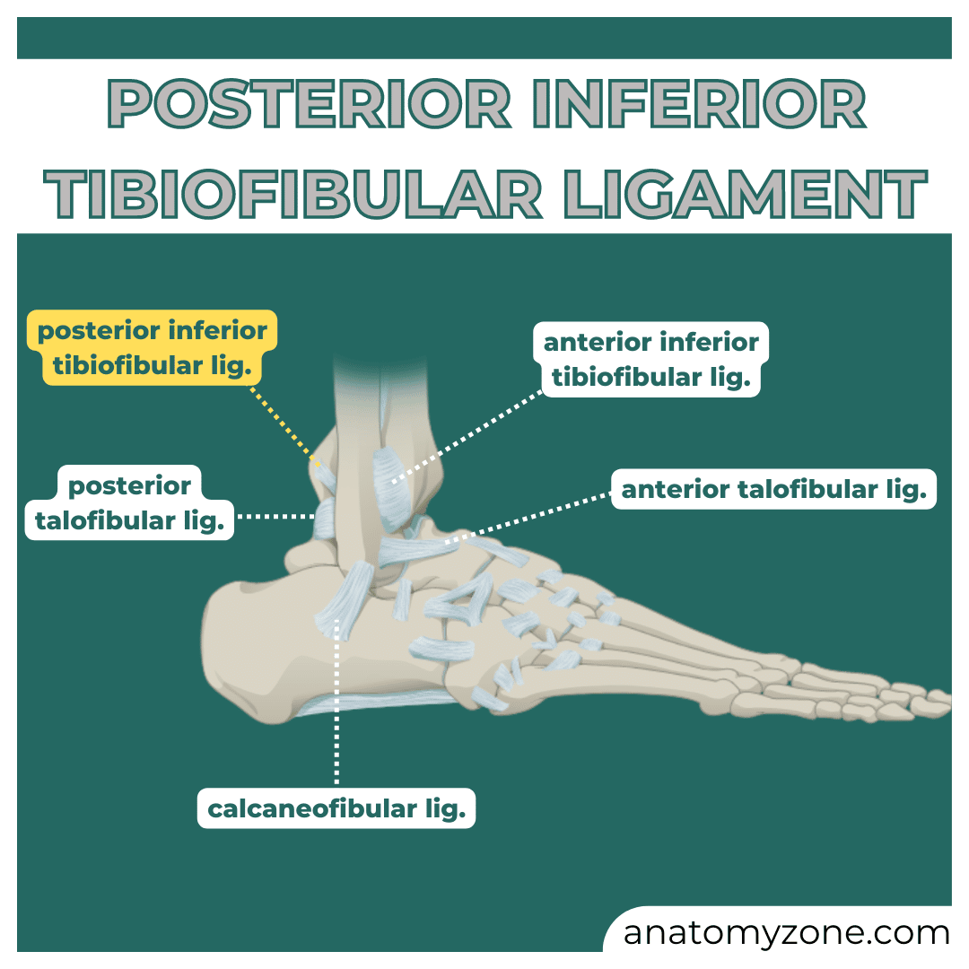 posterior inferior tibiofibular ligament