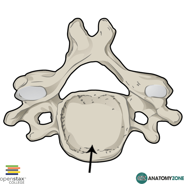 vertebral body