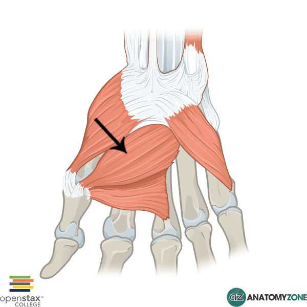adductor pollicis