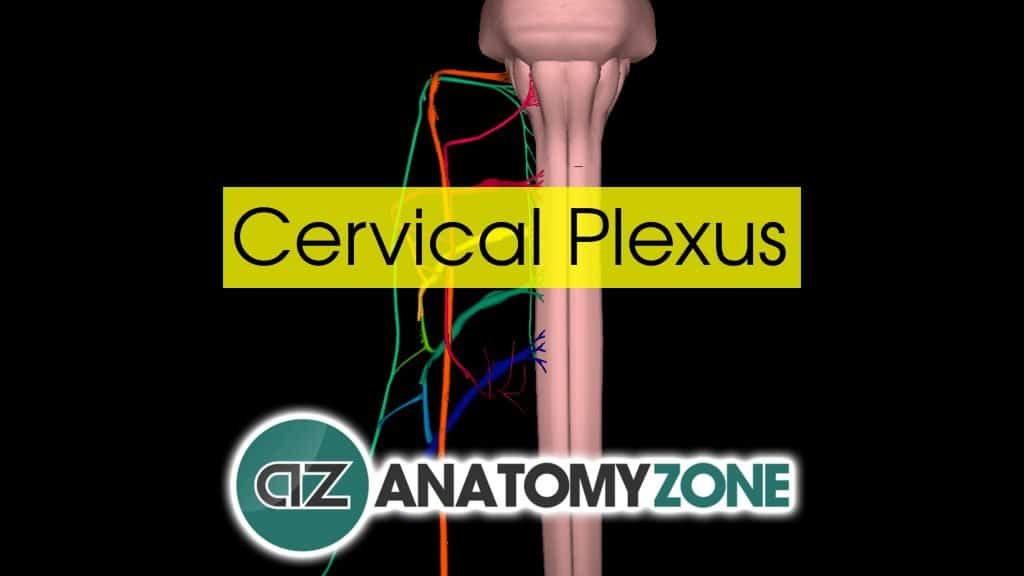 Cervical Plexus