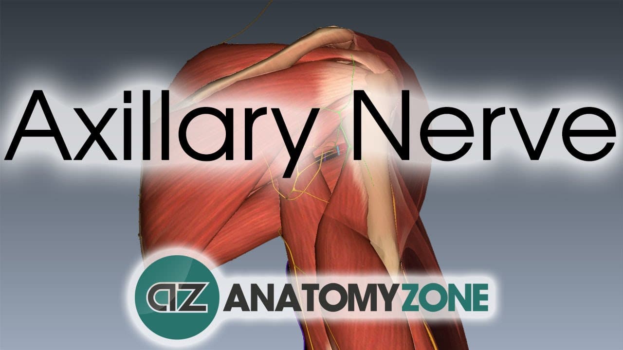 Axillary Nerve