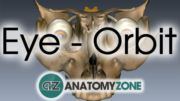 Orbit bones - Eye