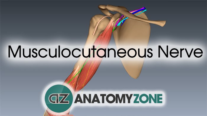 Musculocutaneous Nerve