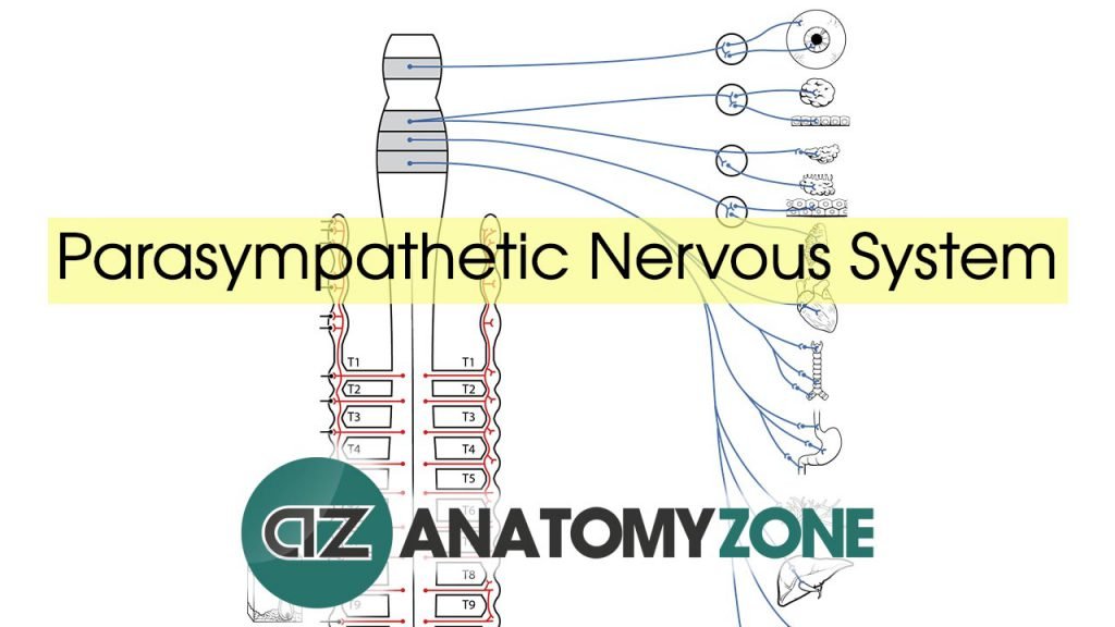 Parasympathetic Nervous System Anatomy