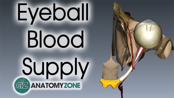 Eyeball Blood Supply