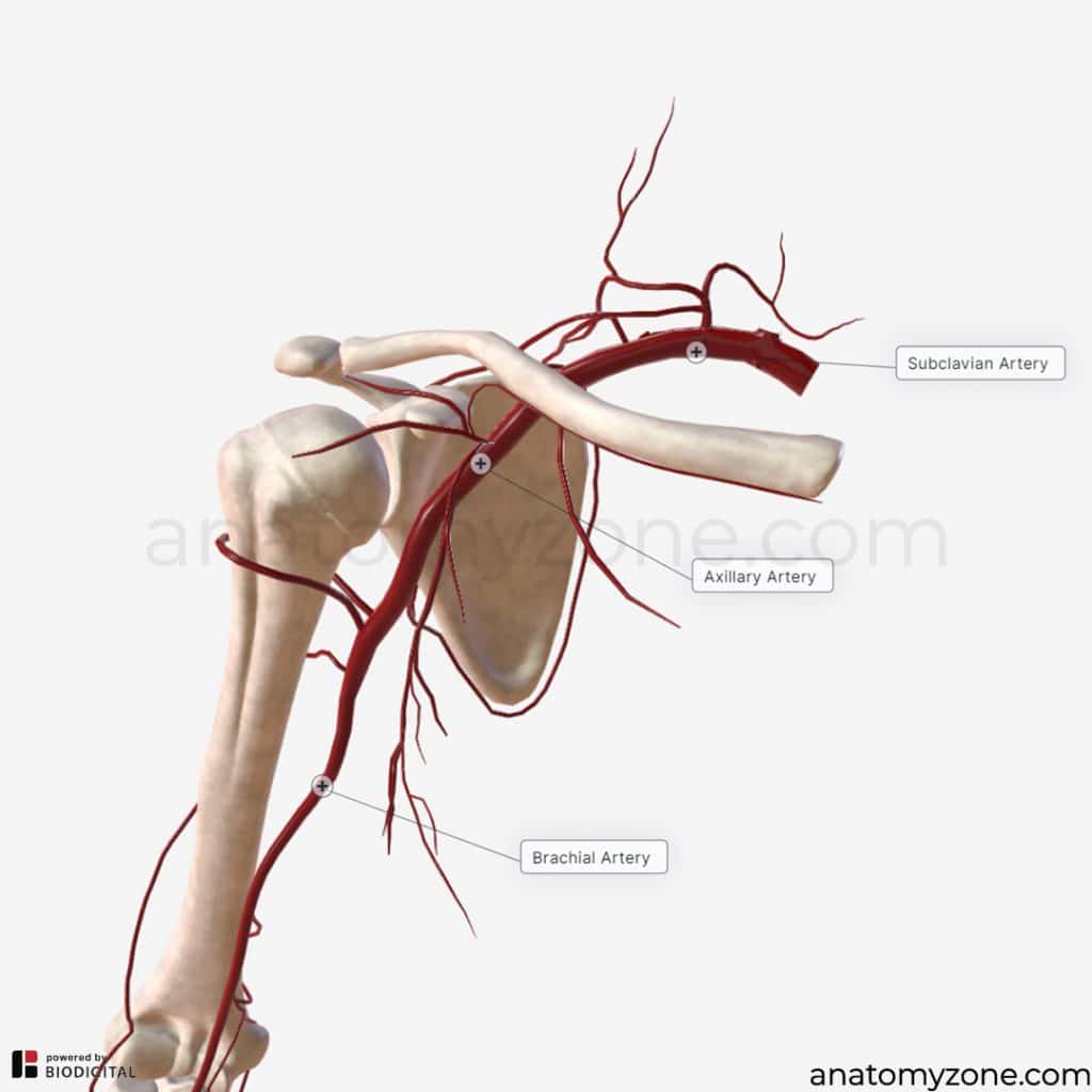 biceps brachii - blood supply