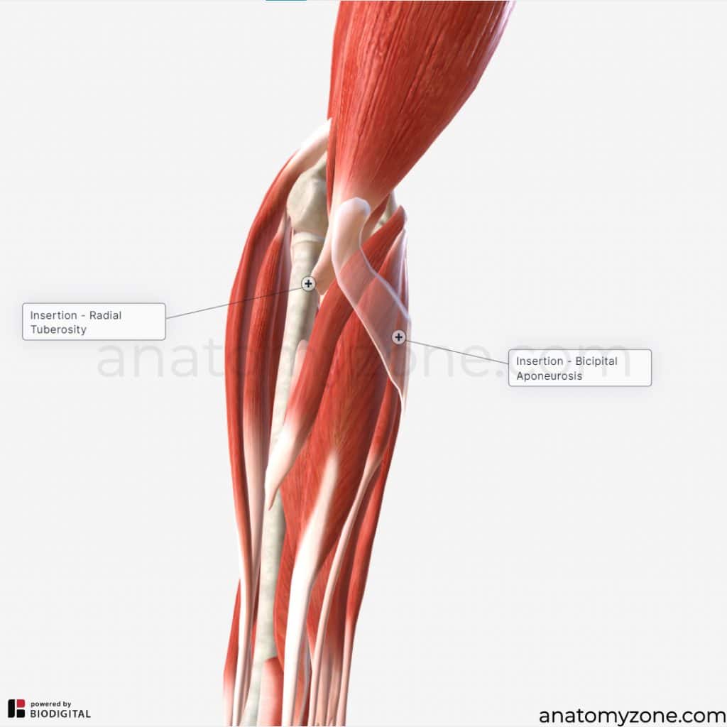 biceps brachii - insertion