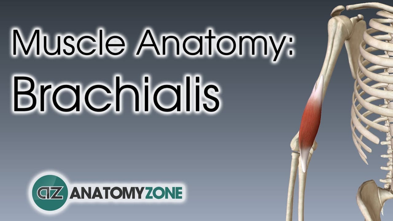 brachialis muscle tutorial