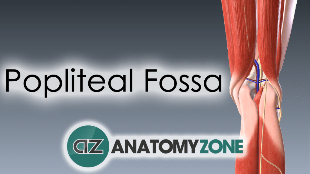 Popliteal Fossa 3D Anatomy
