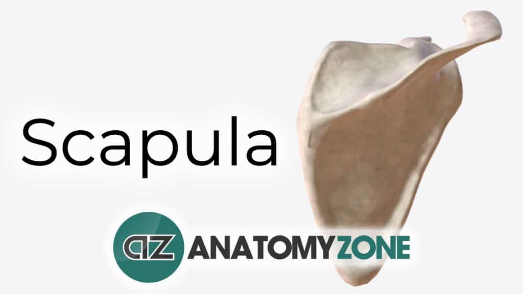 Scapula - Interactive 3D Anatomy